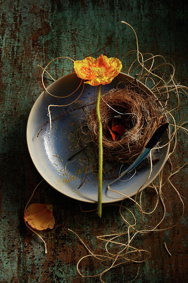 Flower And Nest -elements Of Spring Photograph by Laurie Rubin