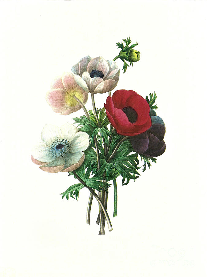 Flower Antique Illustration Anemone Digital Art by Teobraga