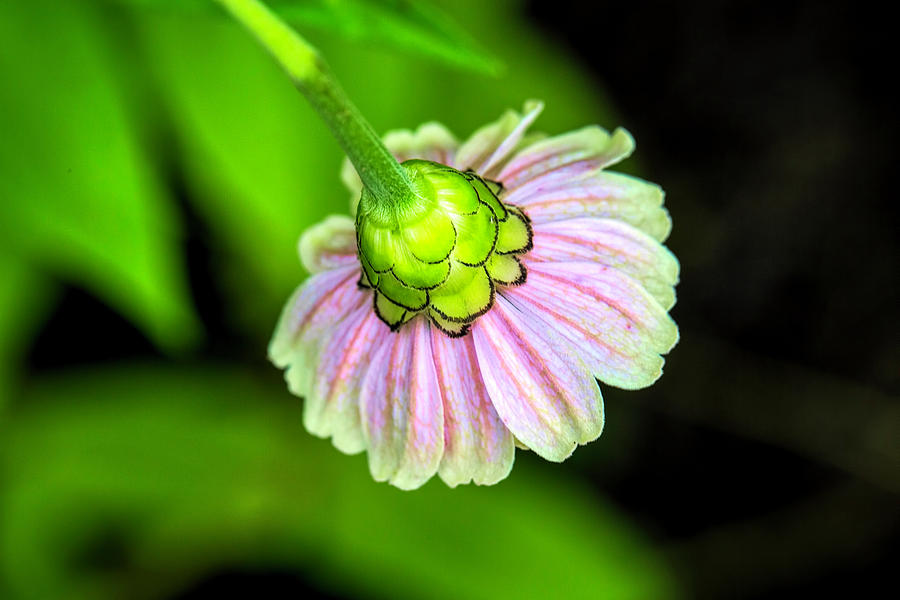 Flower Back Photograph by Deborah Penland