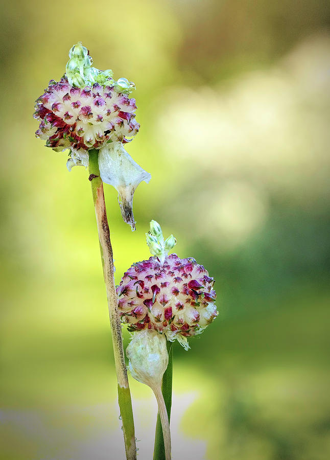 Flower Balls Photograph by Deborah Penland