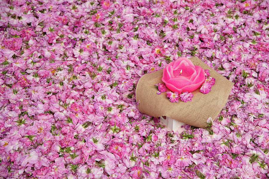Flower Bed Of Pink Rose Flowers Photograph