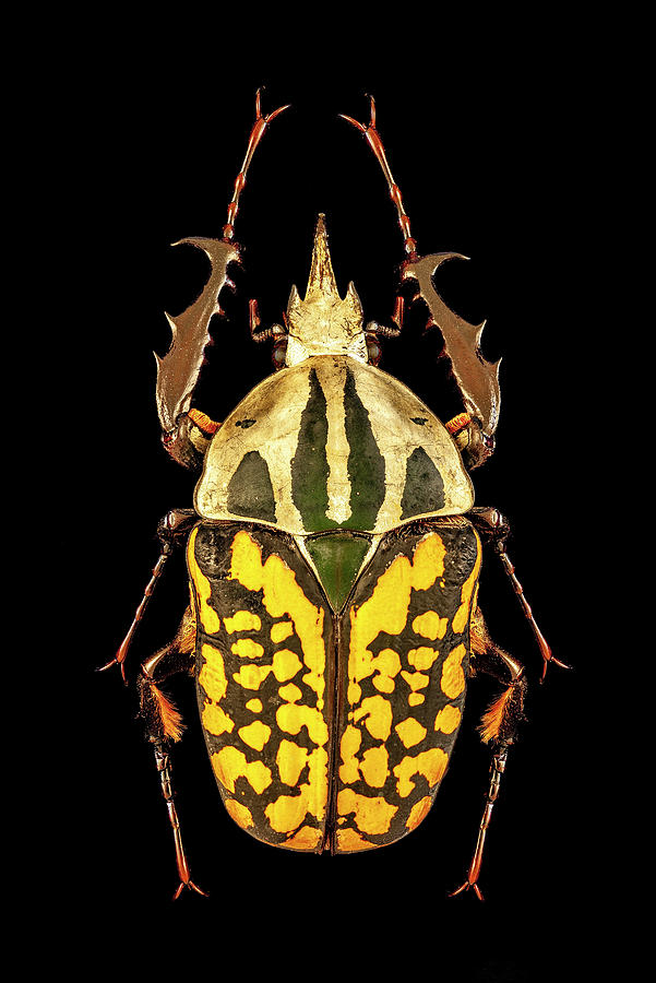 Flower Beetle by Gary Shepard Flower Beetle by Gary Shepard