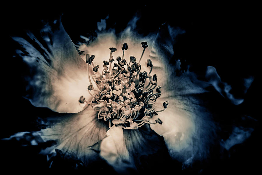 Flower Blues Photograph by Francine Collier
