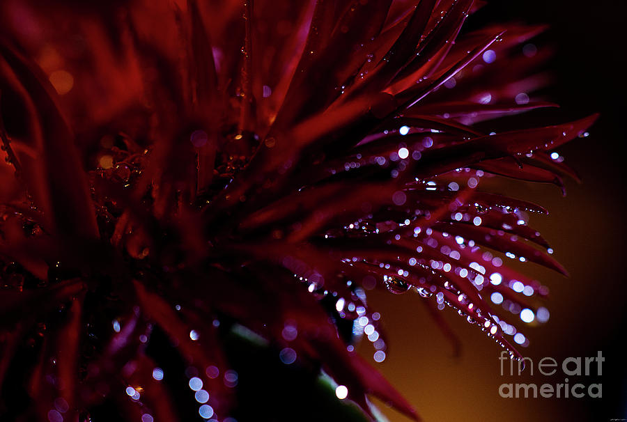 Droplet Photograph - Flower Bokeh by Nicole Markmann Nelson Droplet Photograph - Flower Bokeh by Nicole Markmann Nelson