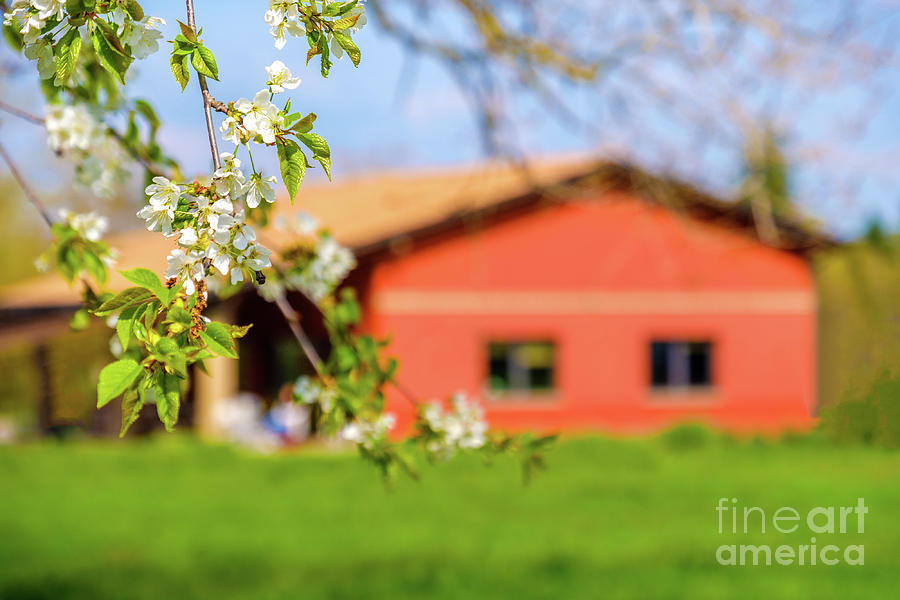 Flower Branch Country House Blur Background Springtime Countryside  Photograph by Luca Lorenzelli - Pixels