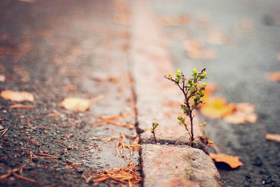 Flower Breaking Through Pavement Photograph by Anette Kristiansson