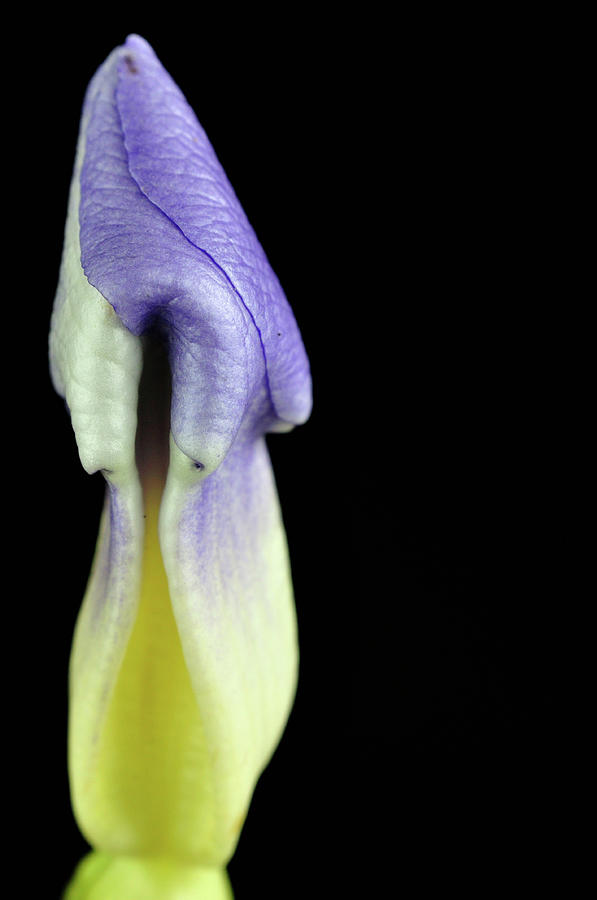 Flower Bud Macro Photograph by Rachel Stander