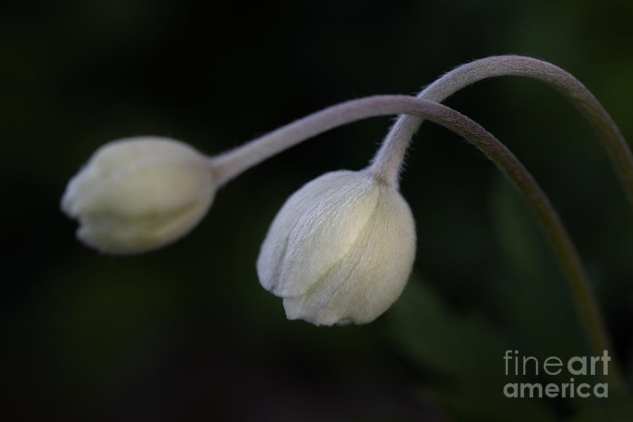 Flower Buds Photograph by Alma Danison