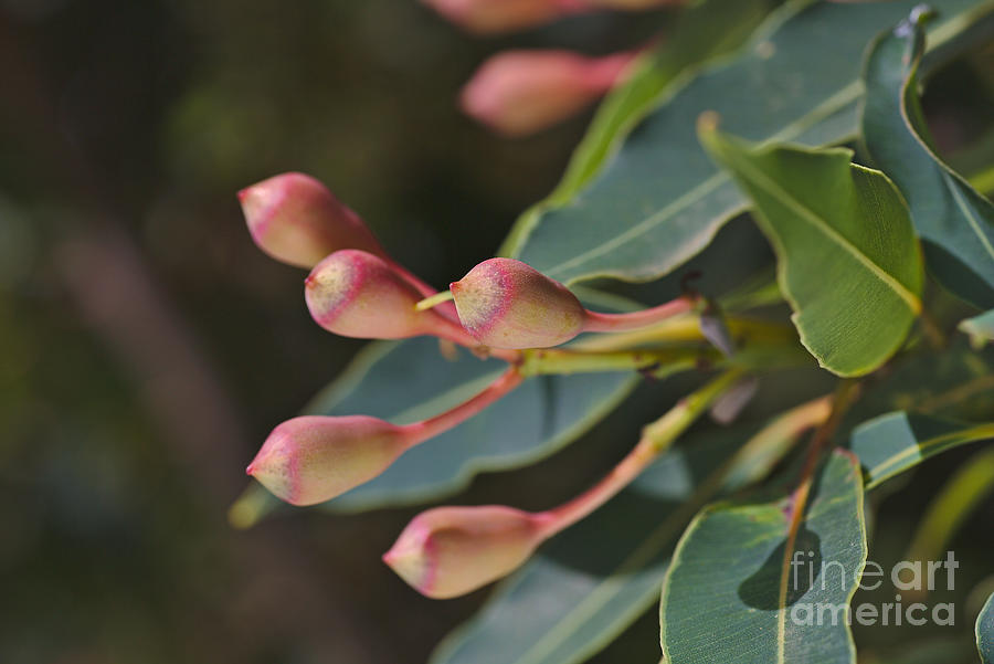 Flower Buds Of Eucalyptus Photograph by Joy Watson