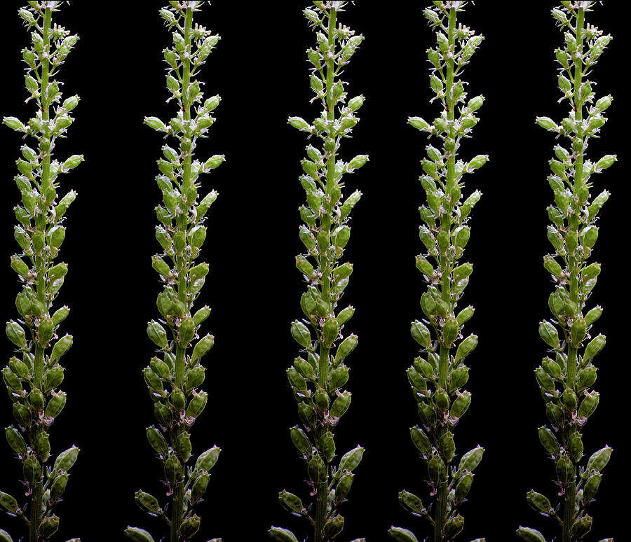 Flower Buds On Black Background Photograph by Michael Duva