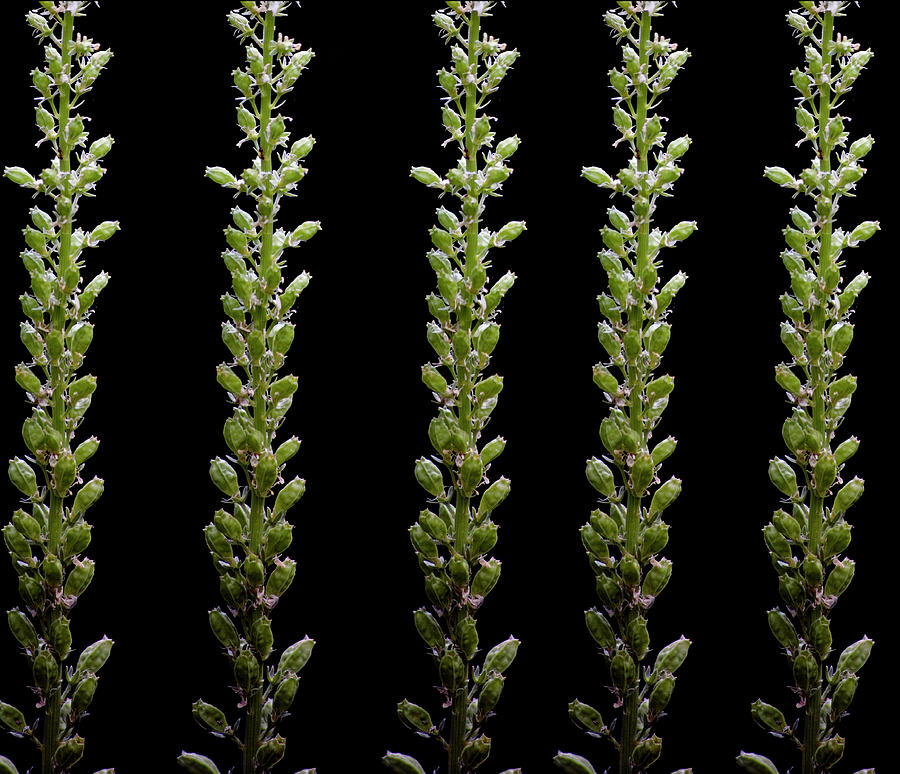 Flower Buds On Black Background Photograph by Michael Duva Flower Buds On Black Background Photograph by Michael Duva
