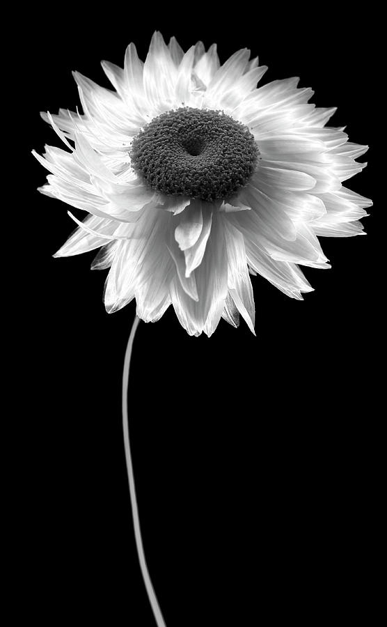 Flower Bw Photograph by Tom Quartermaine Flower Bw Photograph by Tom Quartermaine