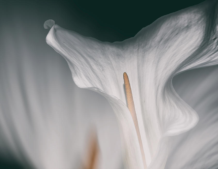 Flower Calla Photograph by Francesca Ferrari