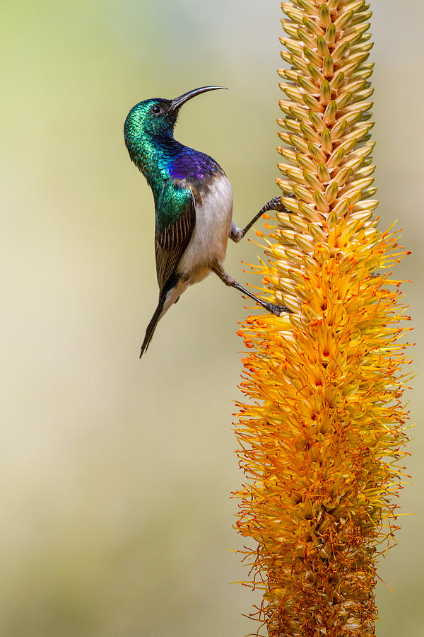 Flower Climbing Photograph by Alessandro Catta