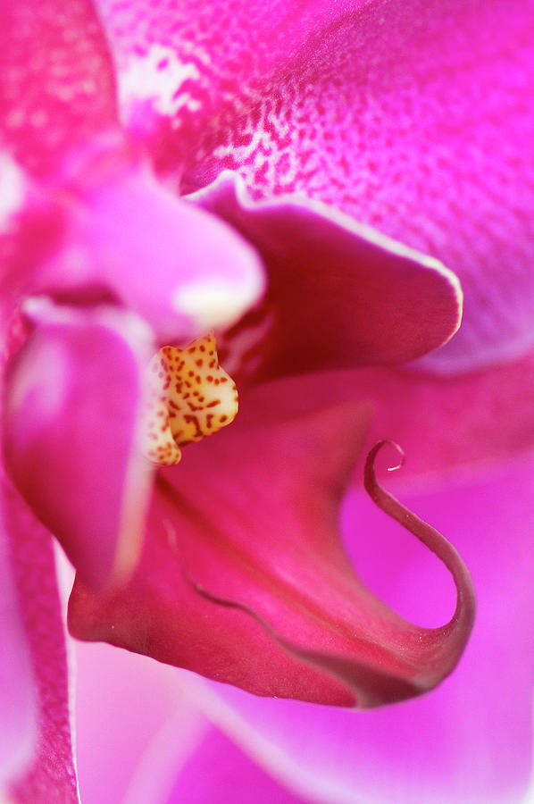 Flower - Close-up Of A Pink Orchid Photograph by Nicodemos