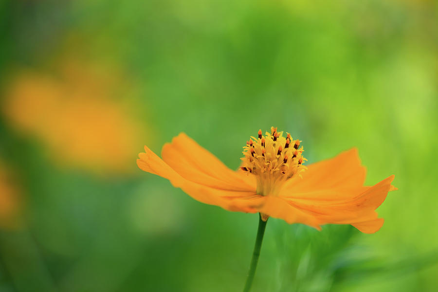Flower Dance in Orange Photograph by Liz Albro