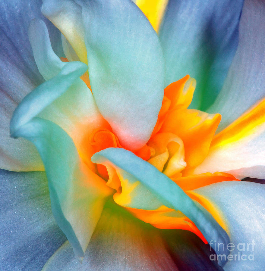 Pink Photograph - Flower by Dariush M Pink Photograph - Flower by Dariush M