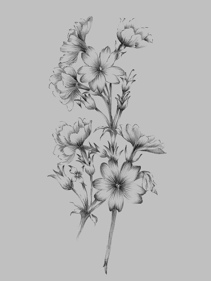 Flower Mixed Media - Flower Drawing II by Naxart Studio