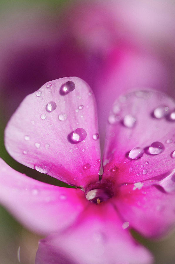 Flower Drops by Nikki Watson McInnes Flower Drops by Nikki Watson McInnes