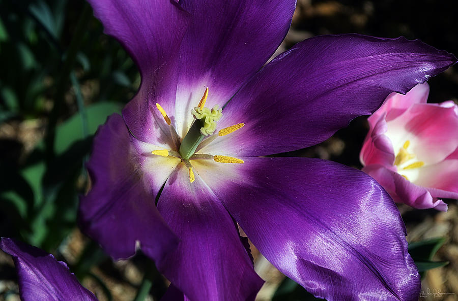 Flower DSC 8142 Photograph by Michael Soaries - Fine Art America