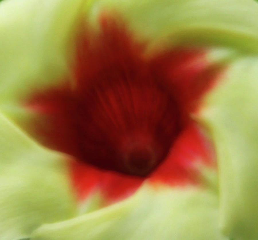Flower Photograph - Flower Edible by Dana Brett Munach