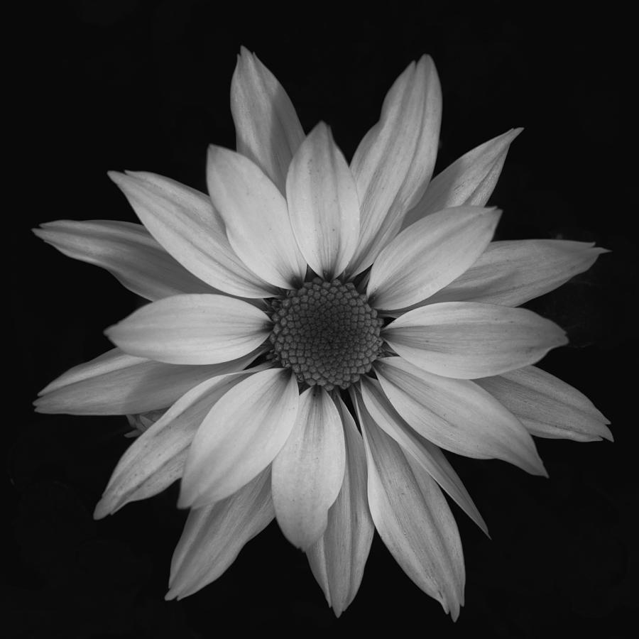 Flower Photograph by Emma Zhao