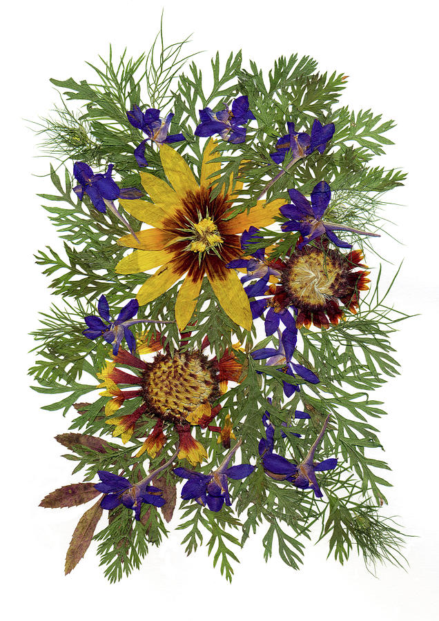 Rudbeckia Painting - Flower Fantasy 10 by Dryflowersart