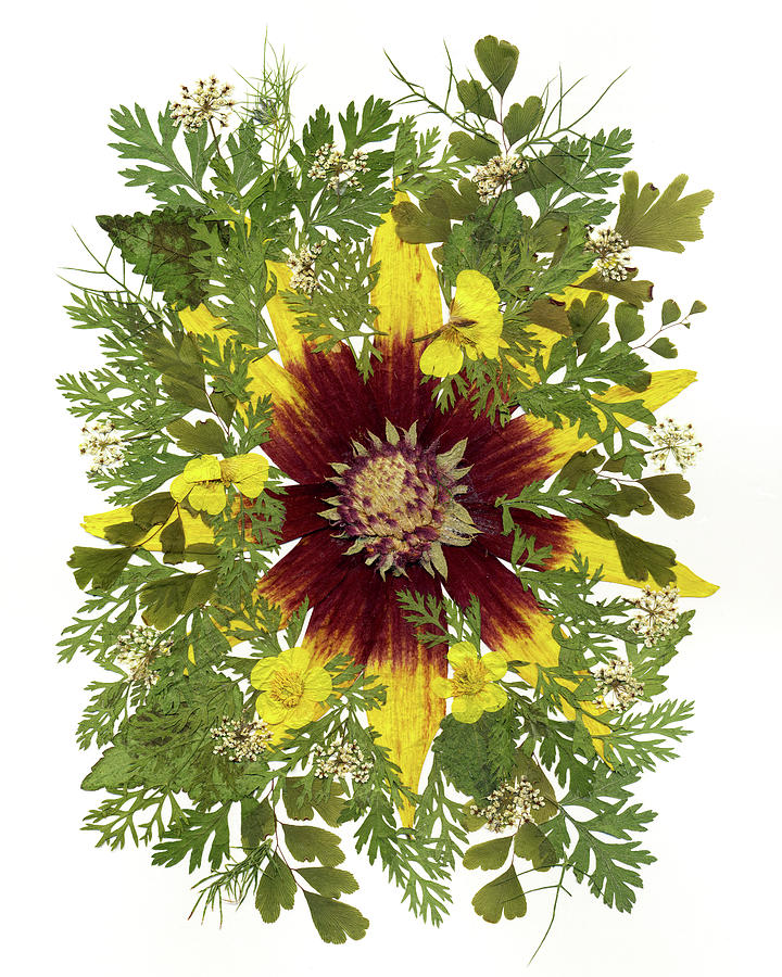 Rudbeckia Painting - Flower Fantasy 33 by Dryflowersart