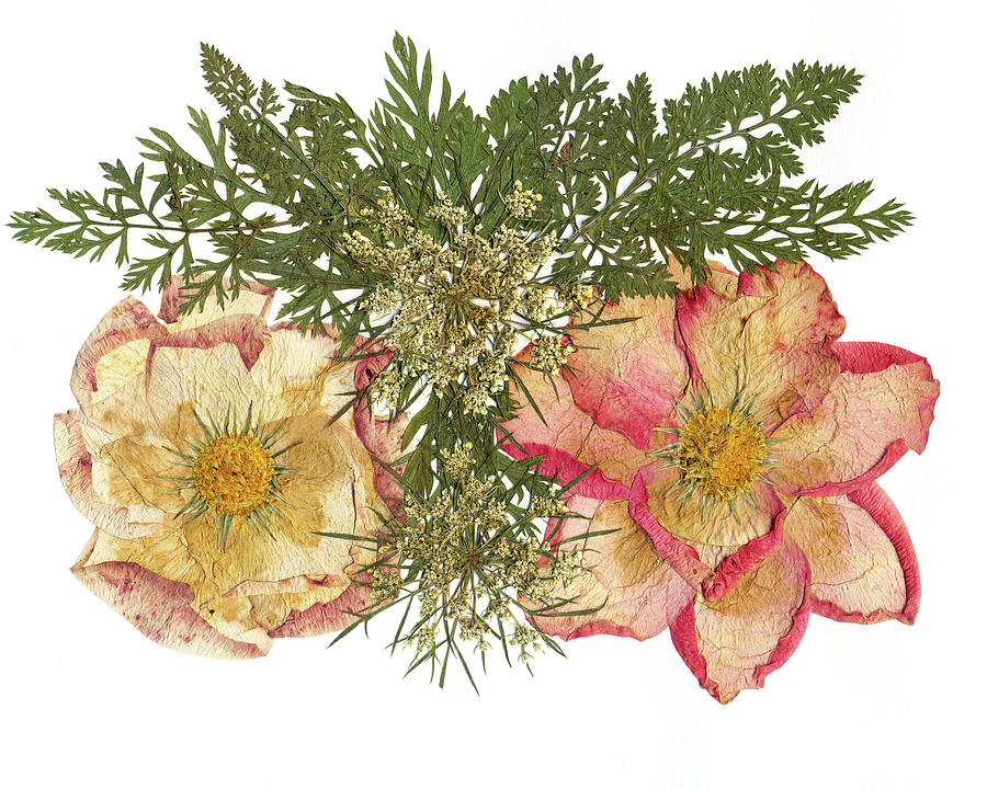 Rose Painting - Flower Fantasy 34 by Dryflowersart