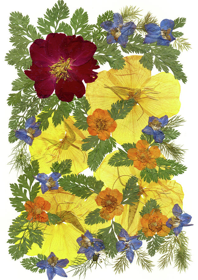 Yellow Poppy Painting - Flower Fantasy 45 by Dryflowersart