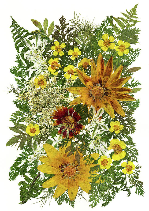 Rudbeckia Painting - Flower Fantasy 47 by Dryflowersart