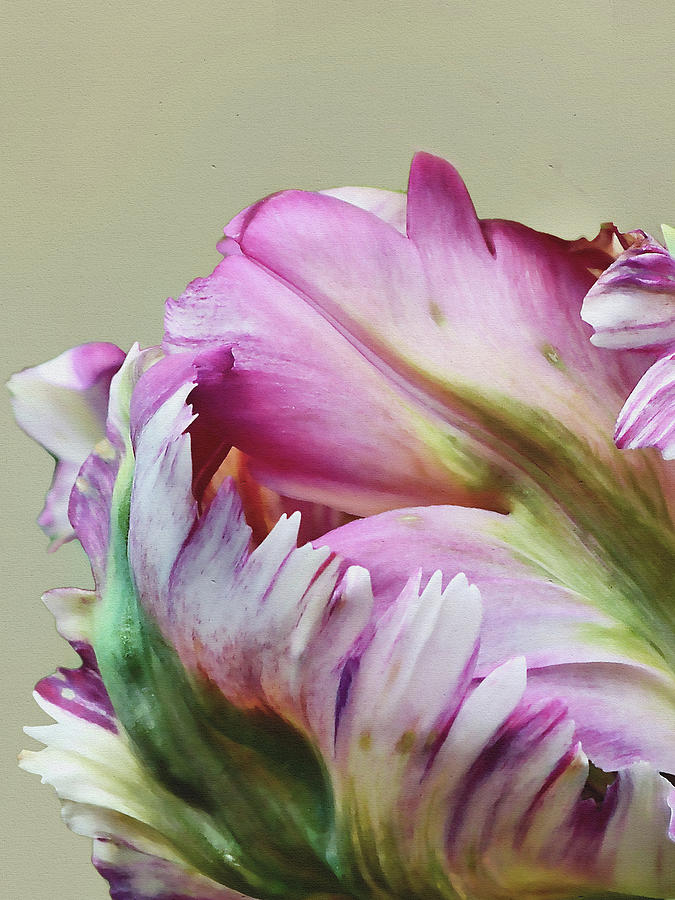 Flower Fantasy - Tulip Mixed Media by Klara Acel