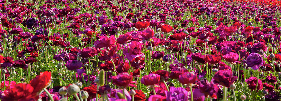 Flower Field Ranunculus Panorama Photograph by Catherine Walters