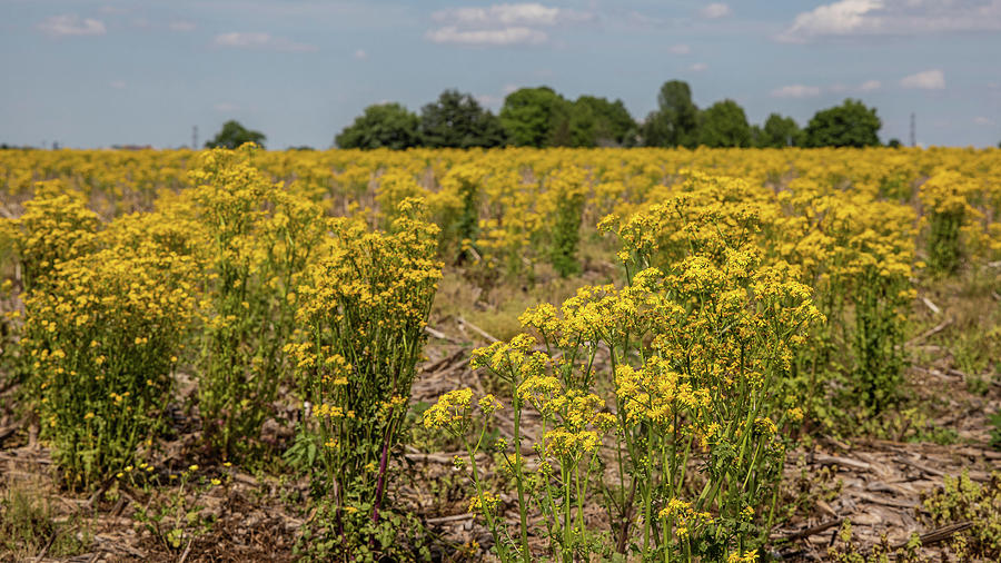 Flower Field in Kentucky  Photograph by John McGraw