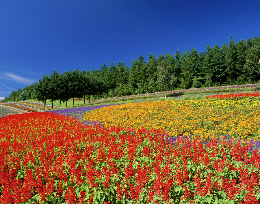 Flower Field, Nakafurano, Hokkaido Photograph by Mixa