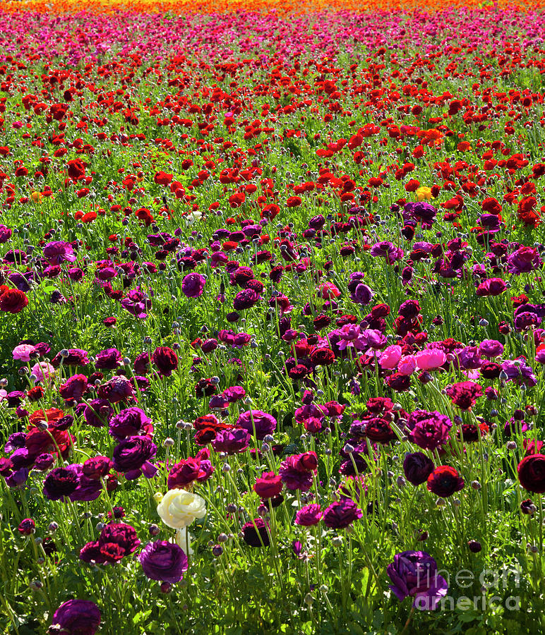Flower Fields Show of Violet and Orange Photograph by Catherine Walters