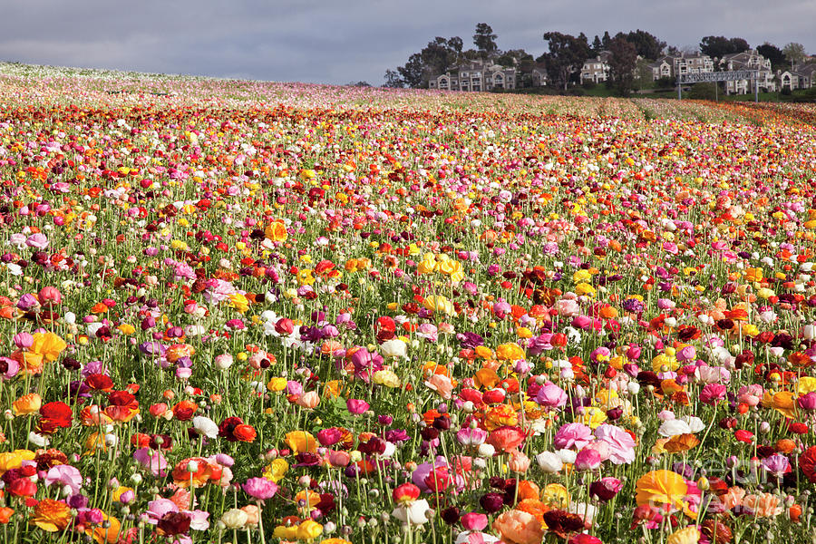 Flower Fields Rainbow of Colors Photograph by Catherine Walters