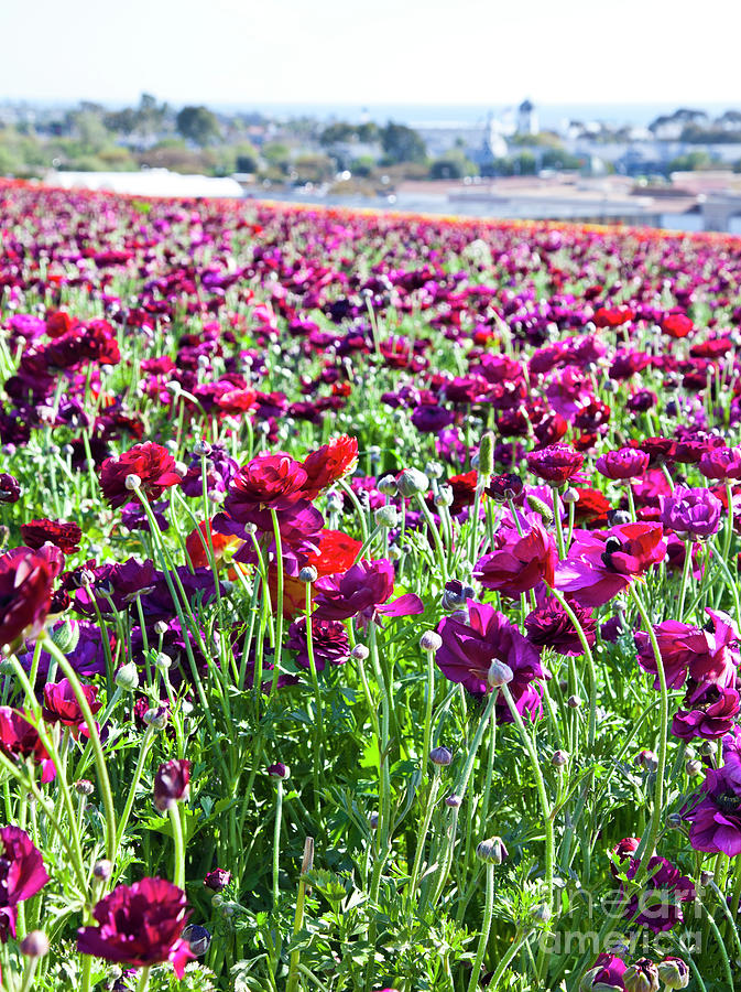 Flower Fields with Pacific View Photograph by Catherine Walters