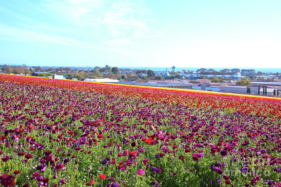 Flower Fields Overlook Pacific Photograph by Catherine Walters
