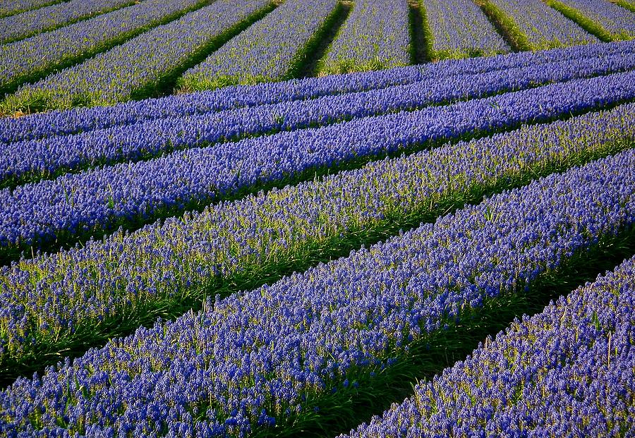 Flower Fields In Holland Photograph by Frans Sellies