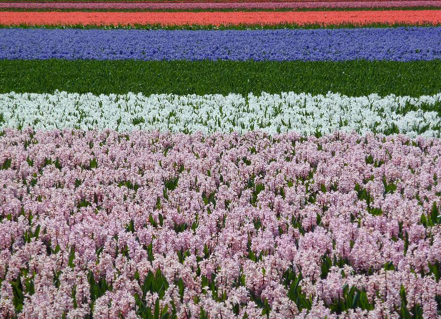 Flower Fields In The Netherlands Photograph by Frans Sellies Flower Fields In The Netherlands Photograph by Frans Sellies