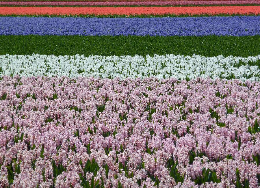 Flower Fields In The Netherlands Photograph by Frans Sellies