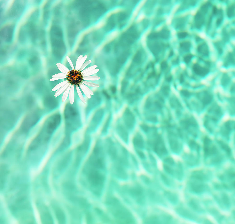 Flower Floating In Swimming Pool Photograph by Henrik Weis