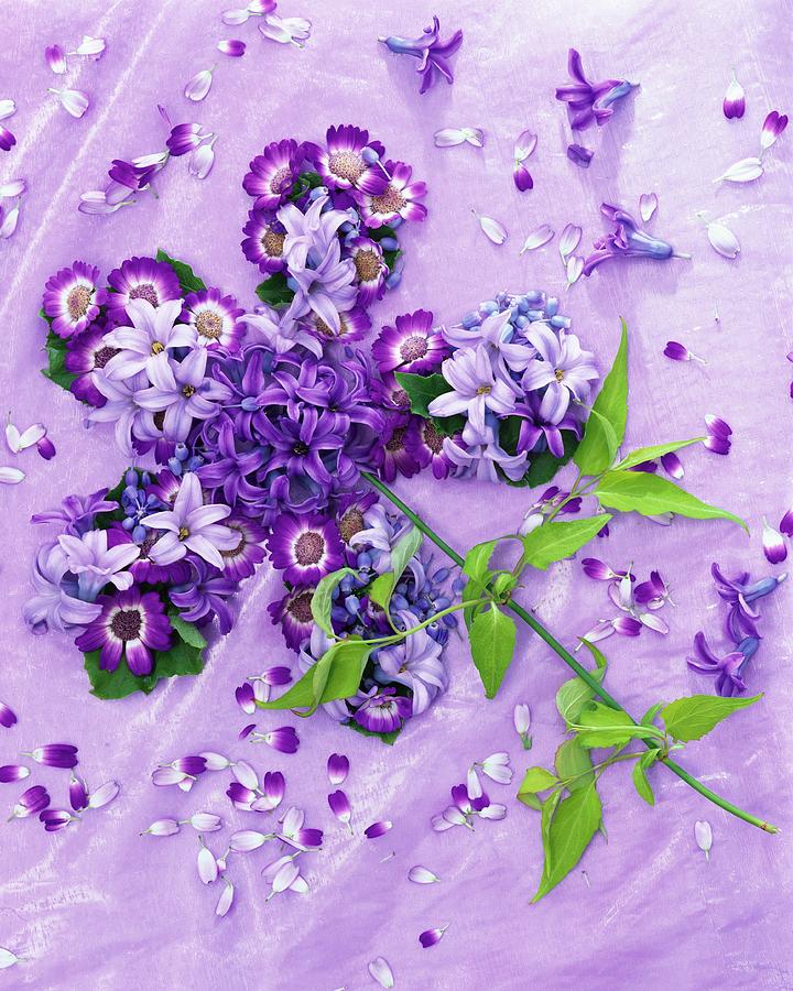 Flower Formed From Hyacinths, Cineraria, Grape Hyacinths, Jasmine Photograph by Strauss, Friedrich