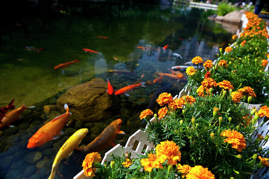 Flower Garden And Koi Fish Photograph by Joshua Wong Photography