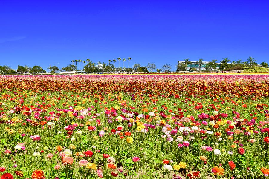 Flower Field V, Carlsbad,SD Photograph by Bnte Creations