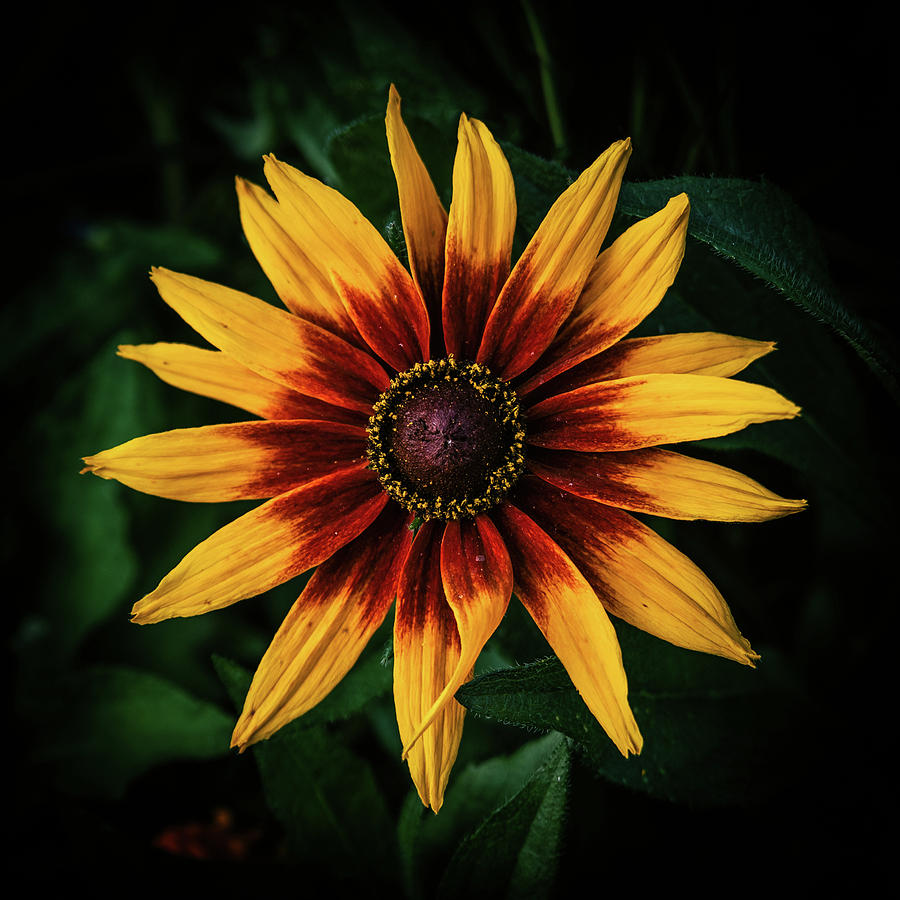 Flower by George Grigoriadis Flower by George Grigoriadis