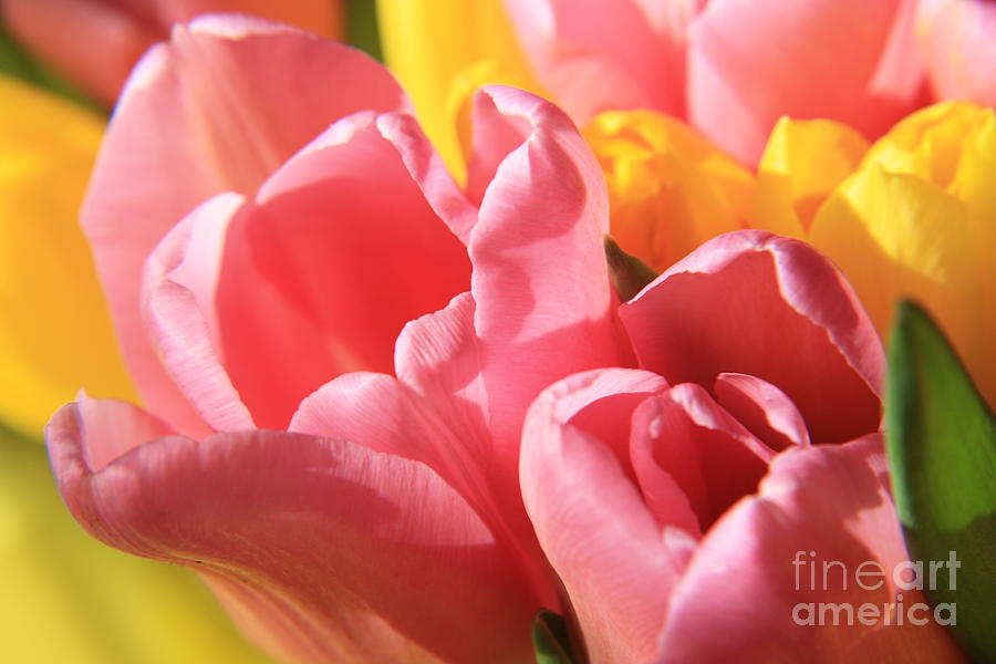 Tulip Photograph - Flower gift by Lali Kacharava