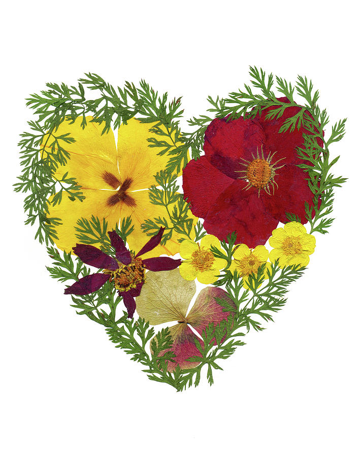 Poppy Painting - Flower Heart 3 by Dryflowersart