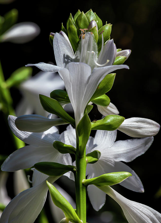 Flower - Hosta Plantaginea Photograph